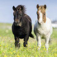 Puzzle Ravensburger Lovely Horses (080113), 3 x 49 elemente