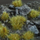 Tufa bari dekorative Gamers Grass Mixed Green Wild, 6 mm, 70 copa, jeshile e përziere