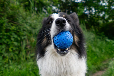 Lodër top për qen Kiwi Walker Rubber Ball, TPR, 6.5 cm, blu