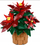 Set ndërtimi LEGO Icons Poinsettia, dekor festiv për të rritur, shumëngjyrësh