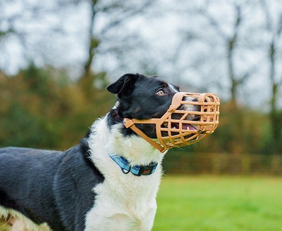 Maskë për qen Baskerville Classic Basket Muzzle 2, madhësia 2, shumë e rehatshme, me ngjyrë neutrale