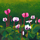 Kartolinë me zarf Artcuts AC10132 Cyclamen, pa tekst, shumëngjyrëshe