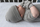 Kapelë për bebe Lodger Beanie Ciumbelle, 6-12 muajsh, 100% pambuk, modeli Donkey
