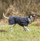 Pallto për qen Trixie Outdoor Coat CALVI, M, 45cm, e zezë