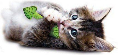 Lodër për dhëmbët e maces Petstages Fresh Breath Mint Stick, me catmint natyral përtypëse, jeshile
