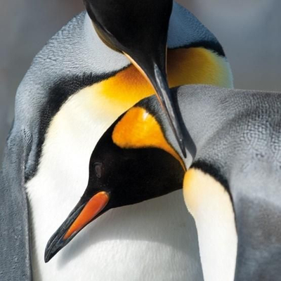 Kartolinë BBC Earth King Penguins, format katror, me zarf, shumëngjyrëshe