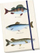 Fletore dekorative STNOTE 74 Fish, A5, me kapëse gome anash, shumëngjyrëshe