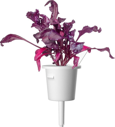 Kapsula bimore Click and Grow Red Leaf Beet, refill për kopsht inteligjent, paketim 3 copë, e bardhë