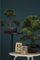 Bimë dekorative Emerald Cedar Bonsai, artificiale, 32 cm, jeshile