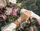 Orë dore JVD Sunday Rose Spirit Bloom SUN-S08