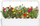 Kapsula bime Click & Grow Moss Rose, 3 copë, lule dekorative shumëngjyrëshe