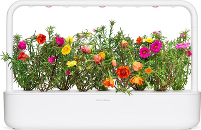Kapsula bime Click & Grow Moss Rose, 3 copë, lule dekorative shumëngjyrëshe
