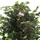 Bimë sintetike Pema Banyan 136cm (HM7992)