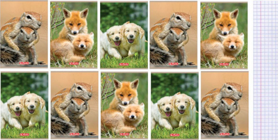 Fletore me katrorë Animals A5 32K, 10 copë, shumëngjyrëshe