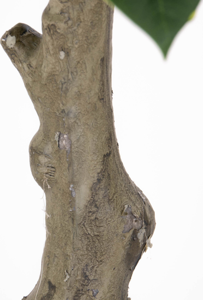 Bimë artificiale Present Time Rubber Tree, dekorative, jeshile