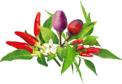 Билни капсули Click &amp; Grow Chili Pepper Mix, сет 9 парчиња, Purple Chili Piri Piri Red Hot