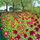 Kartolinë urimi Susan Entwistle Starry Dahlias, me zarf, me lule