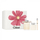 Set Chloé, EDP, 100 ml + locion trupi, 100 ml + EDP, 10 ml