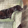 Poster dekorativ Alex Clark Buddy Dog FM228, ilustrim qen në kolltuk, shumëngjyrësh