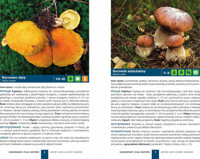 Libër xhepi SBM Pocket Atlas of Mushrooms, 180 lloje, polonisht