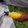 Shishe Helikon-Tex Klean Kanteen Classic Sport Cap 3.0, 532 ml, rozë