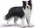 Figurinë qen CollectA Border Collie, lojtar me top tenisi, bardh e zi