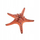 Zbukurim akuariumi Aqua Natura Red Starfish, figurë yll deti, 22cm, i kuq