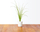 Farë e qepës së re për kopshtin SMART Click and Grow