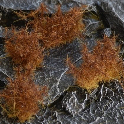 Tufëza bari dekorative Gamers Grass Special Tufts, 12 mm, Spikey Brown Wild