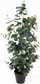 Bimë artificjale Present Time Kunstplant Eucalyptus Leaf Large, 30x30x78cm, e gjelbër