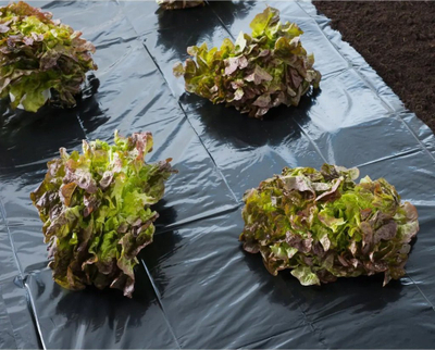 Najlon mbulues kopshti Nature Cover Film, 3x4 m, 100 µ, i zi