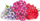 Kapsulë bimore Veritable Edible Phlox Lingot, fara bio, 100% e kompostueshme