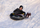 Rreth dëbore me fryrje Restart Arctic Disc, PVC që s’ngrin kollaj, me doreza, i zi gri e verdhë