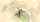 Lojë The Legend of Zelda: Skyward Sword HD (Nintendo Switch)