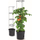 Vazo domatesh Prosperplast Tomato Grower, diametër 30 cm, plastike, grafit