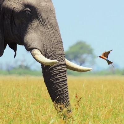 Kartolinë BBC Earth African Bull Elephant, pa tekst, me zarf