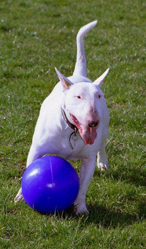 Top lodër për qen Boomer Ball S, 11 cm, blu