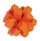 Box Iq Test Wooden Orange - Fridolin