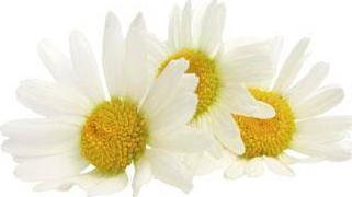 Krem fytyre Nikel Cream for discoloration with Daisy, 50ml