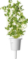 Kapsula bimore Click &amp; Grow Manxurana, set me 3 copë, për Smart Garden, e bardhë