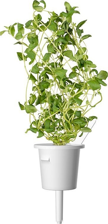 Kapsula bimore Click &amp; Grow Manxurana, set me 3 copë, për Smart Garden, e bardhë