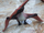 Figurinë dinosauri Pteranodon large E-396 97382, madhësi e madhe, plastike shumëngjyrëshe