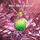 Eau de Toilette Britney Spears Jungle Fantasy