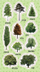 Sticker dekorativ pemësh Tree Stickers, set shumëngjyrësh