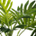 Palmë artificiale dekorative Atmosphera White, 29 cm, vazo qeramike e bardhë