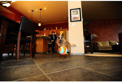 Lodër top për qen Chuckit Indoor Ball, i butë, për përdorim brenda në shpi, portokalli