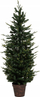 Pemë artificiale Krishtlindjesh Feeric Christmas, 150 cm, në vazo bakri, jeshile me 2 ngjyra