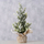 Bimë artificiale Boltze Home, bredh dekorativ 31cm, jeshile