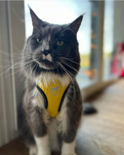 Ham sportiv për mace All for Cats, nr. S, reflektues, i verdhë