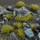 Tufa bari dekorativ Gamers Grass Swamp Wild, 4 mm, jeshile